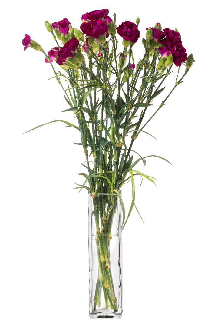 Kwiat bukiet Goździk wielkokwiatowy 10szt widok 2