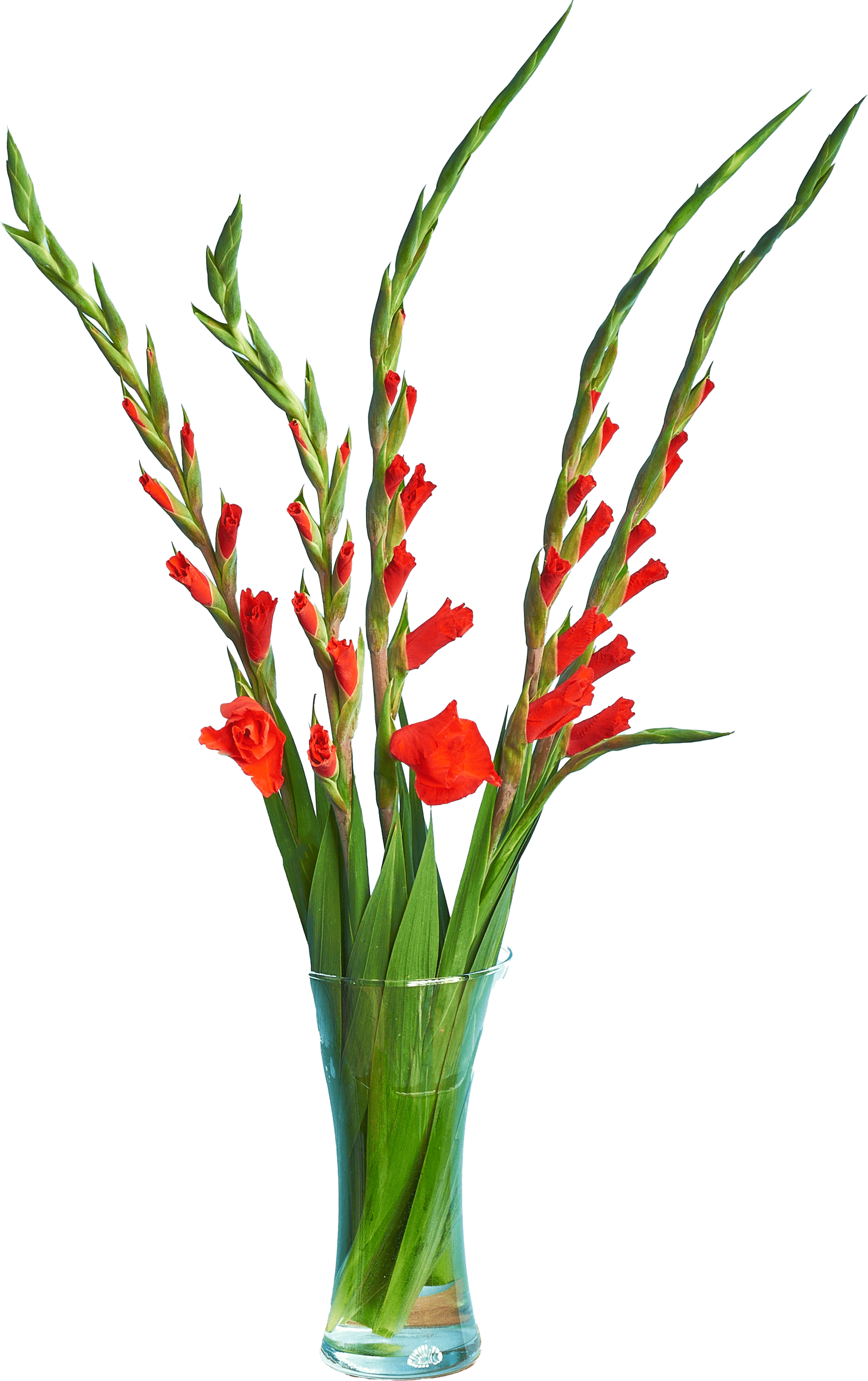 Kwiat bukiet Gladiola 5szt. widok główny