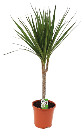 Kwiat Rośliny zielone don 17cm szt widok 1