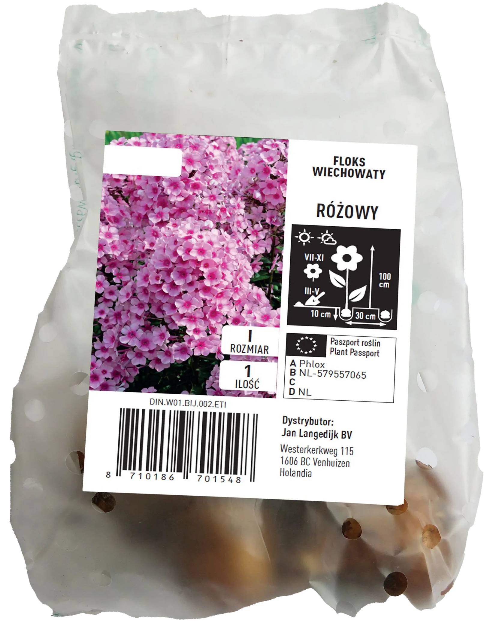 Cebula kwiatowa Floks wiechowaty różowy szt widok 1