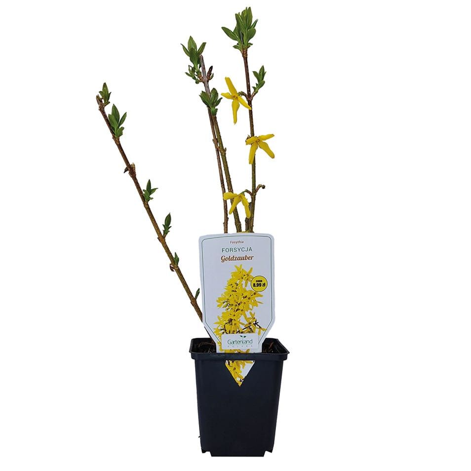 Krzew Forsycja don P9 szt widok 1