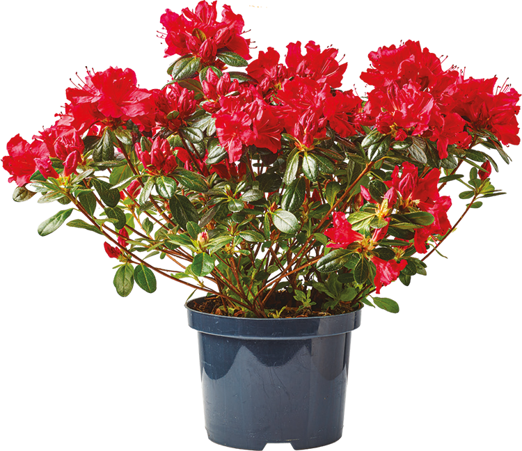 Krzew Azalia japonica don 17cm szt. widok główny