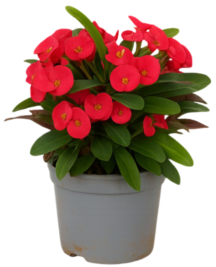 Kwiat Euphorbia milii don 13cm szt widok główny 