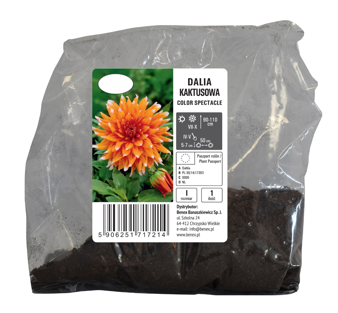 Cebula kwiatowa Dalia kaktus. Color Spectacle szt widok 1