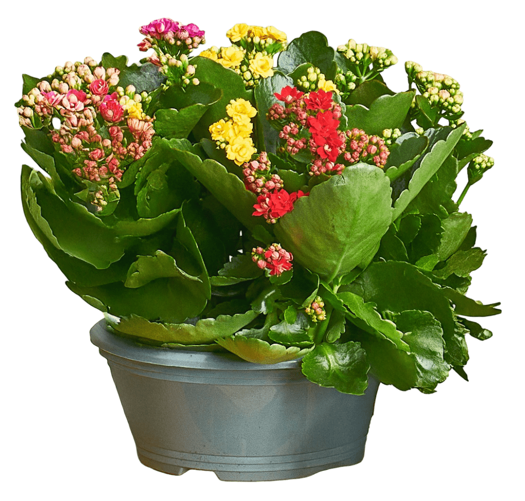 Kwiat Kalanchoe don 23cm szt. widok główny 