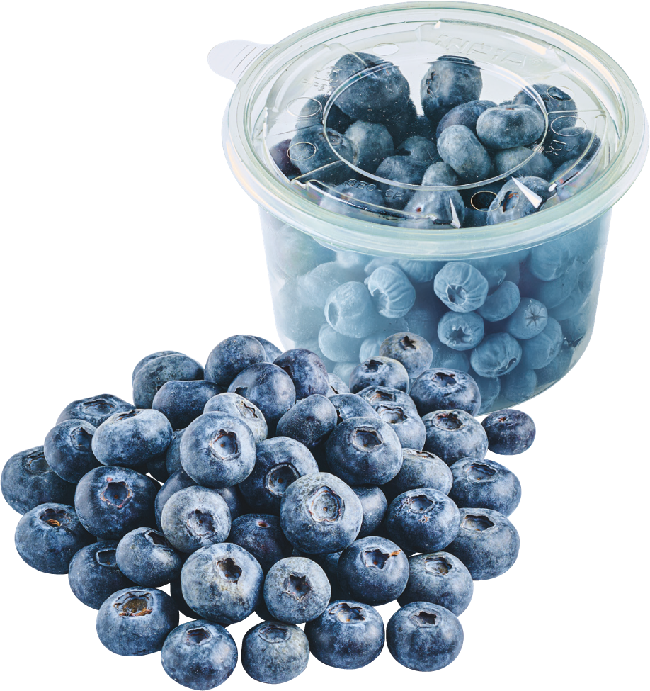 Borówka amerykańska widok główny