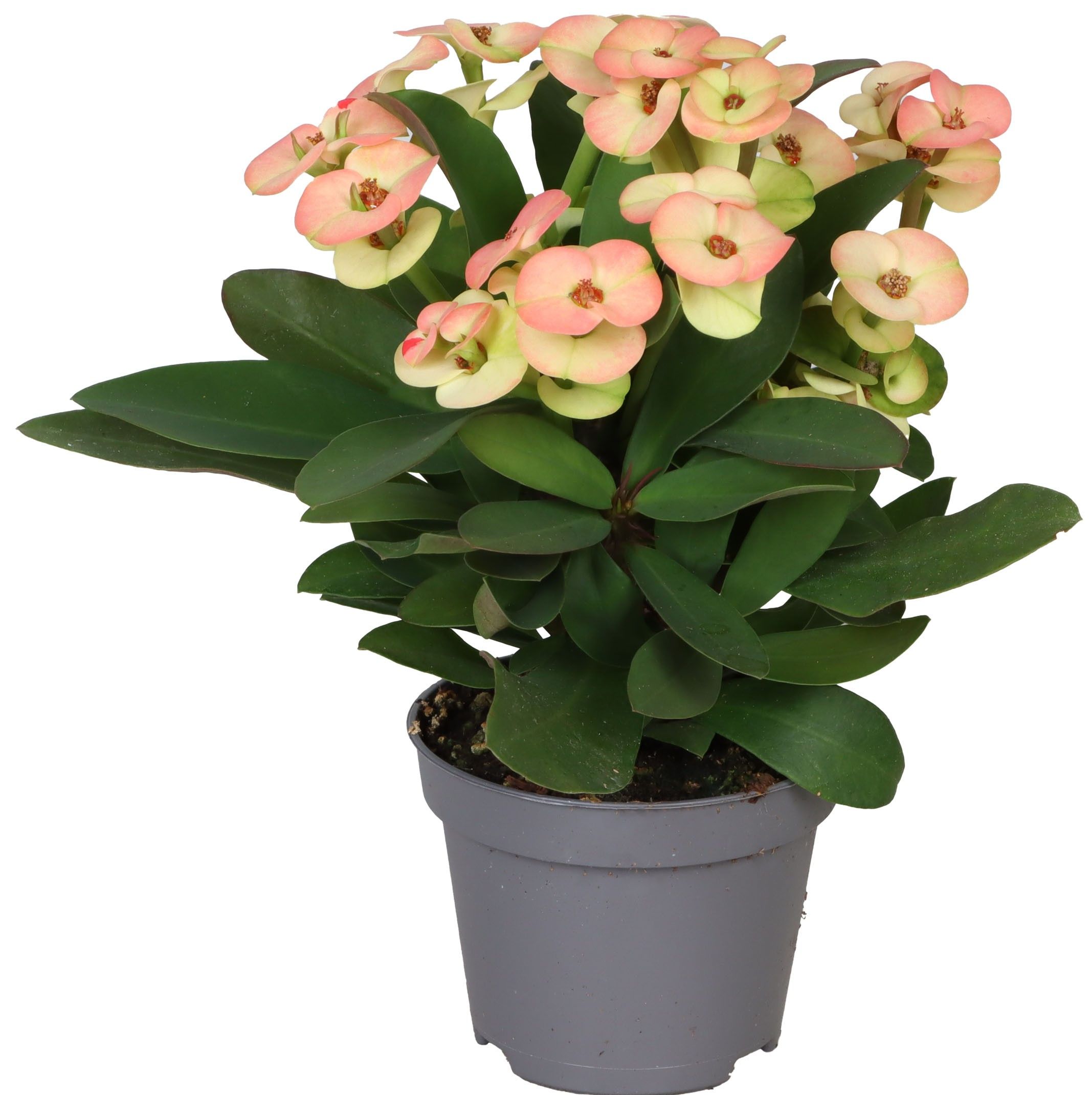 Kwiat Euphorbia queen don 10,5cm szt widok 1