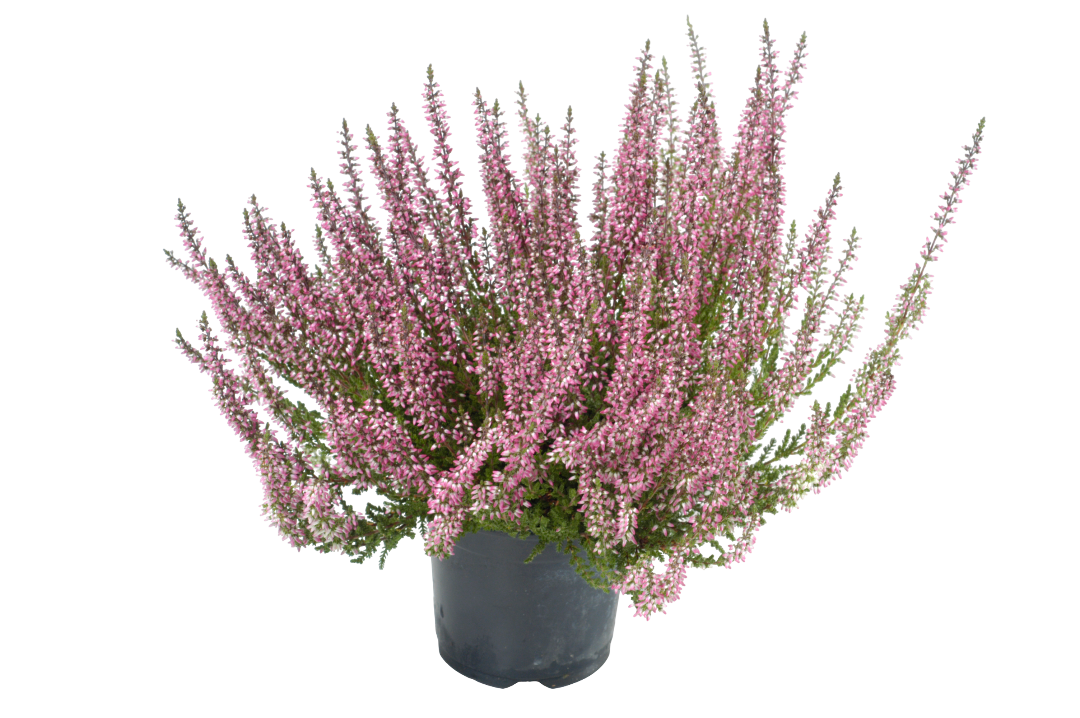 Kwiat Wrzos Garden Girls don 11cm szt. widok główny