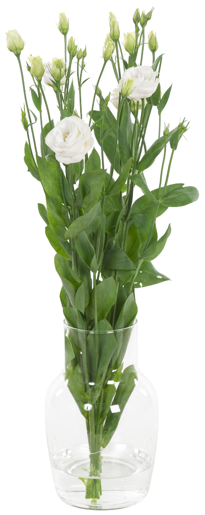 Kwiat bukiet Eustoma 4szt widok 1
