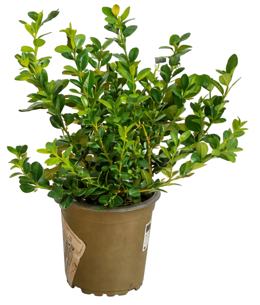 Krzew Bukszpan don 9cm szt. widok główny