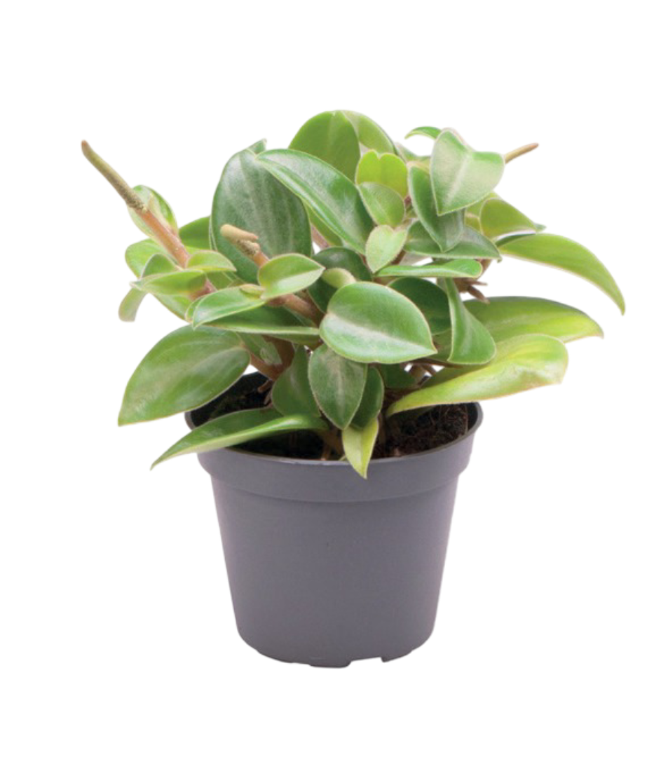 Kwiat Rośliny zielone don 6cm szt widok 2