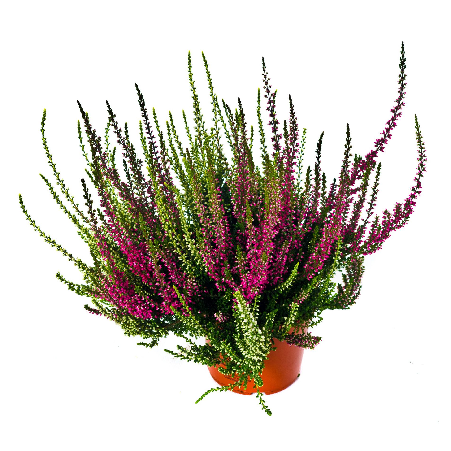 Kwiat Wrzos dwukolorowy don 11cm szt. widok 2