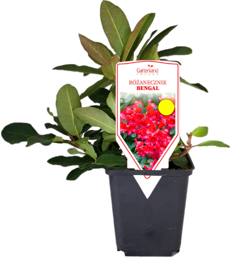 Krzew Różanecznik Bengal don P9 szt widok 1