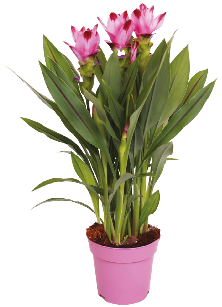 Kwiat Kurkuma don 14cm szt widok główny