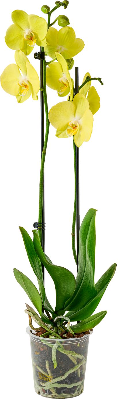 Kwiat Storczyk 2-pęd don 12cm szt widok 2