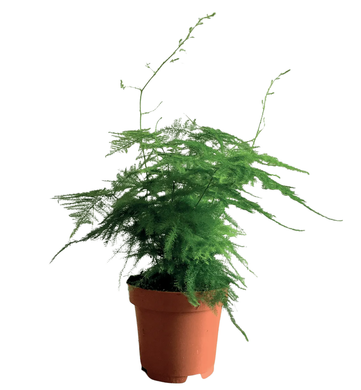 Kwiat Asparagus don 12cm szt widok główny 