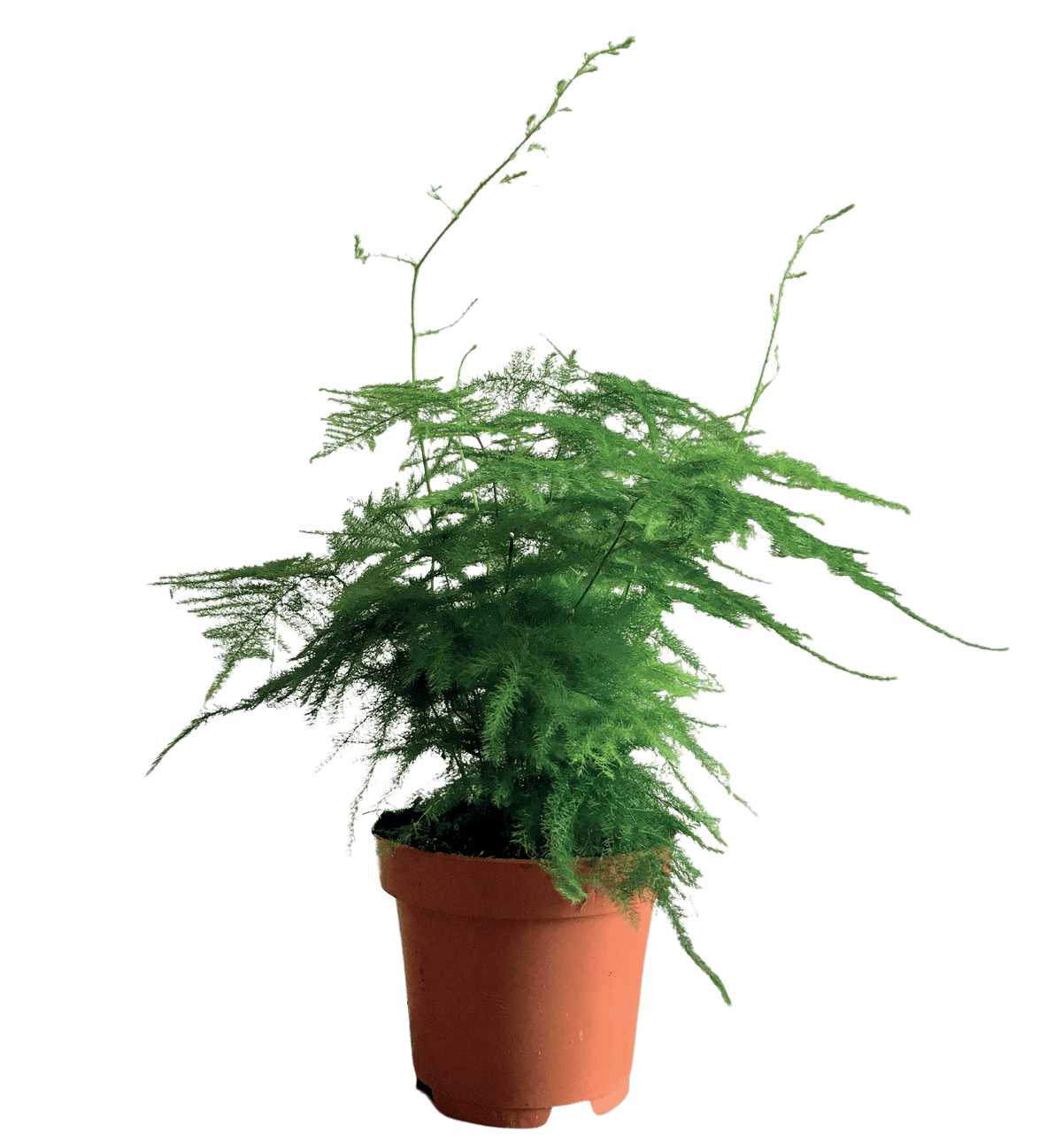 Kwiat Asparagus don 12cm szt widok główny