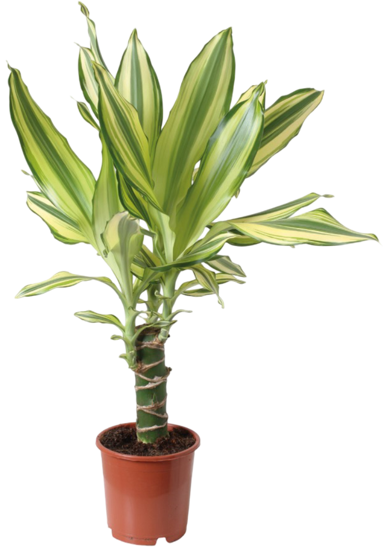 Kwiat Dracena don 11cm szt widok główny 