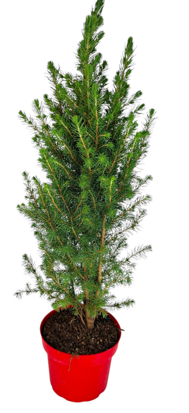 Krzew Świerk conica don 17cm szt widok 1