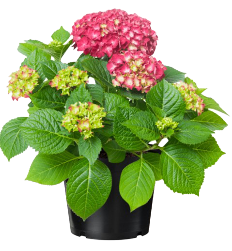 Krzew Hortensja don 23cm szt. widok 1