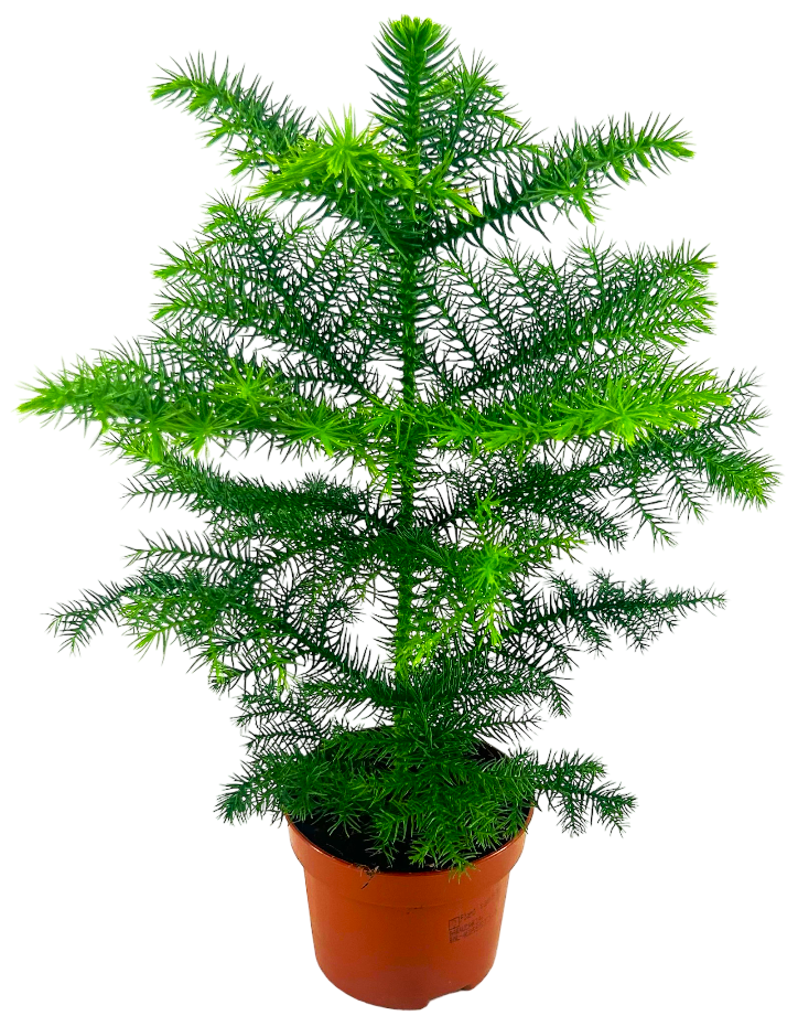 Kwiat Araucaria don 10cm szt. widok główny 