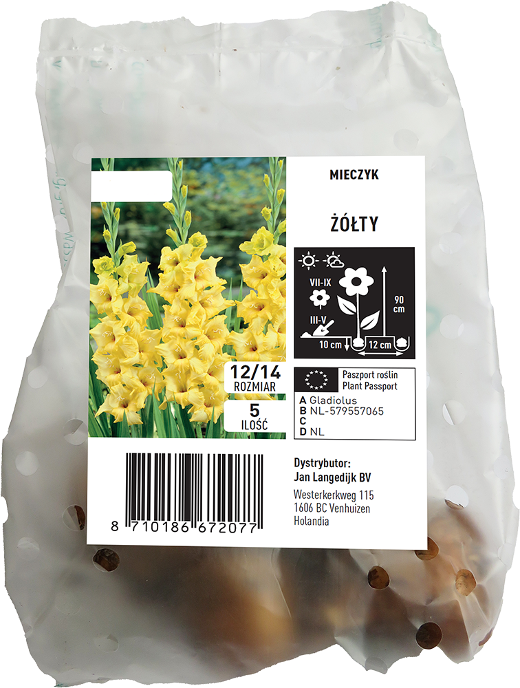 Cebula kwiatowa Mieczyk żółty 5szt widok 1