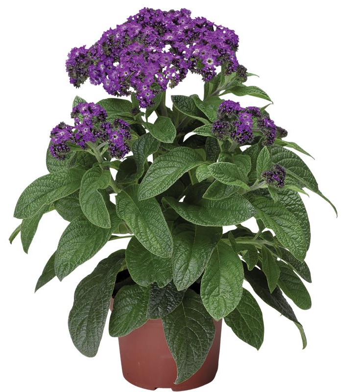 Kwiat Heliotrop don 11cm szt. widok główny 