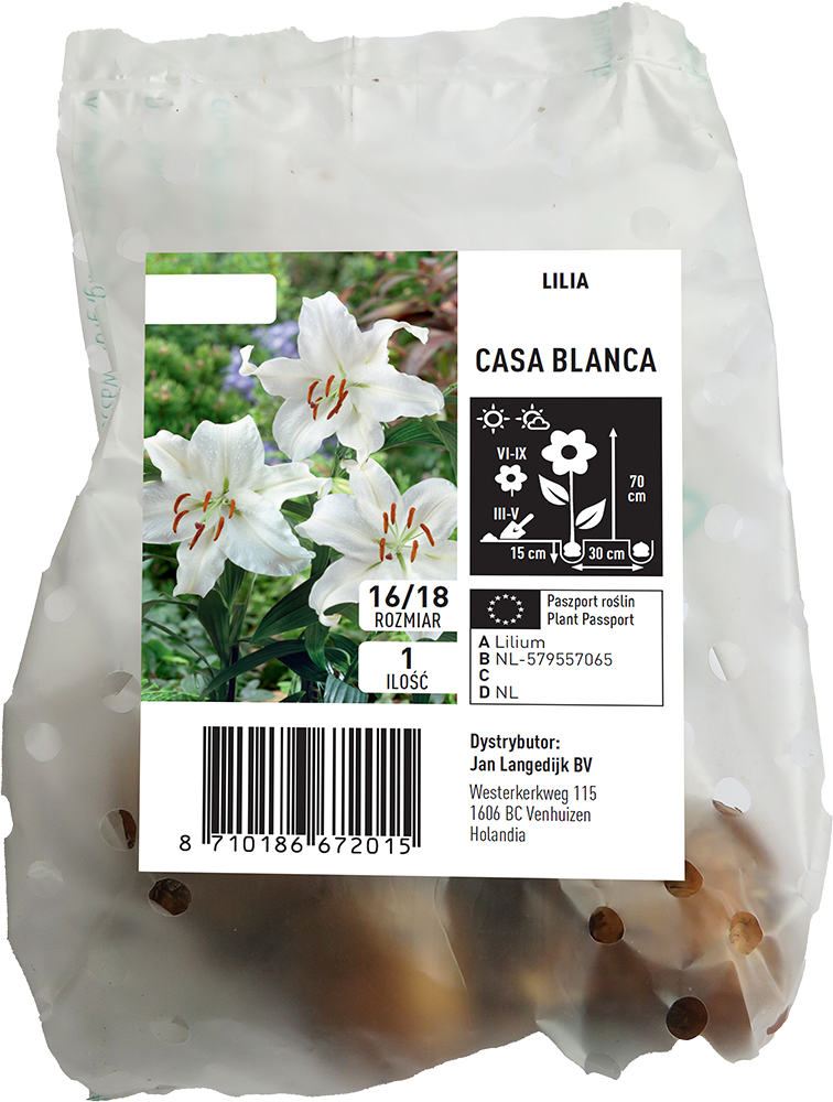 Cebula kwiatowa Lilia Casa Blanca szt widok 1