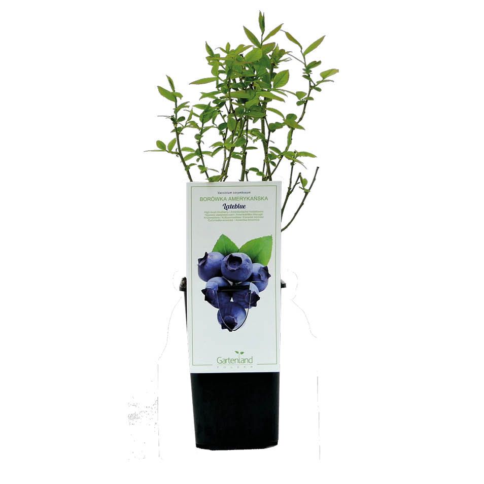 Krzew owocowe Borówka Amerykańska doniczka C1 szt widok 1