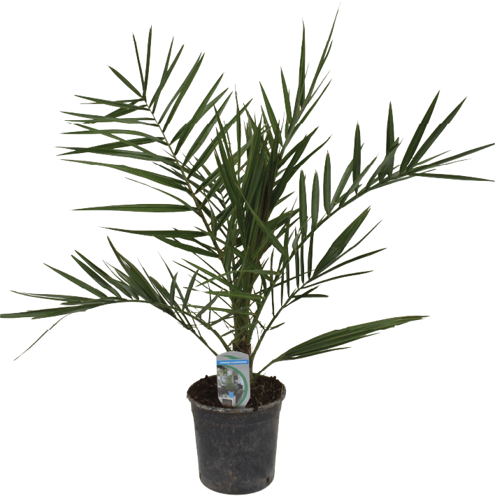 Kwiat Palma kanaryjska don 15cm szt widok główny 