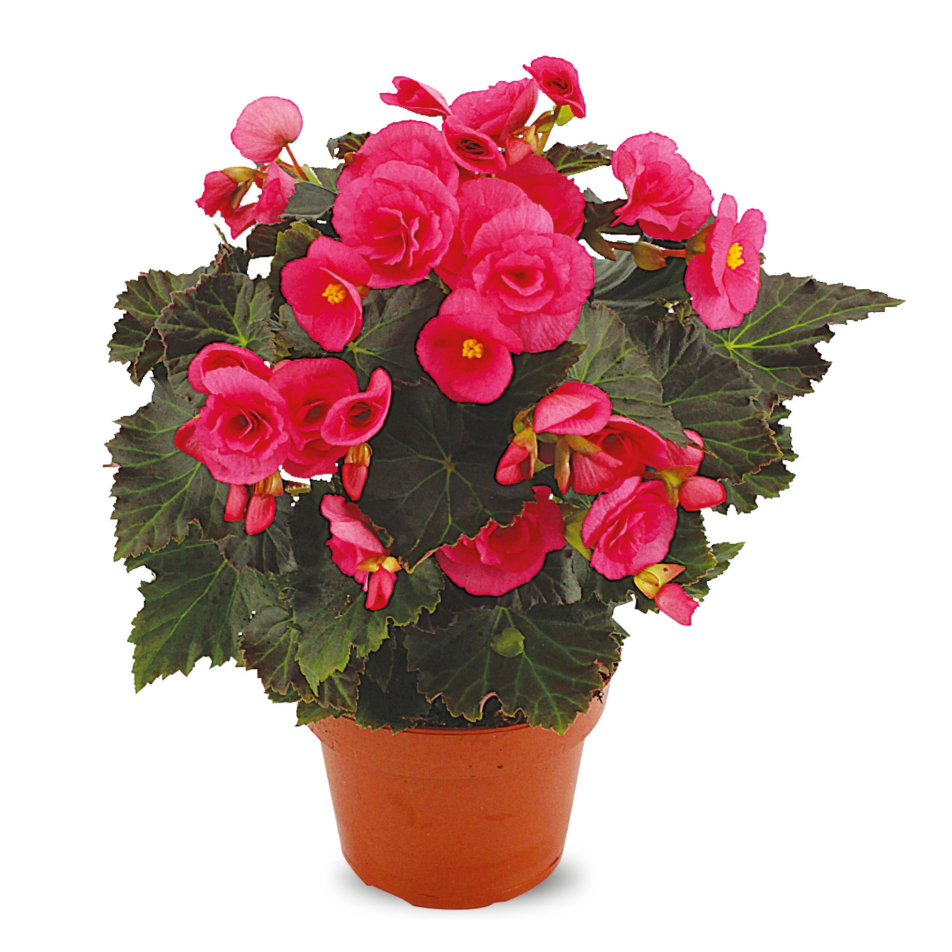 Kwiat Begonia don 14cm szt. widok 1