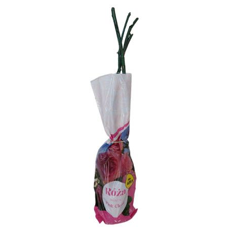 Krzew Róża pnąca różowa balot szt. widok 1