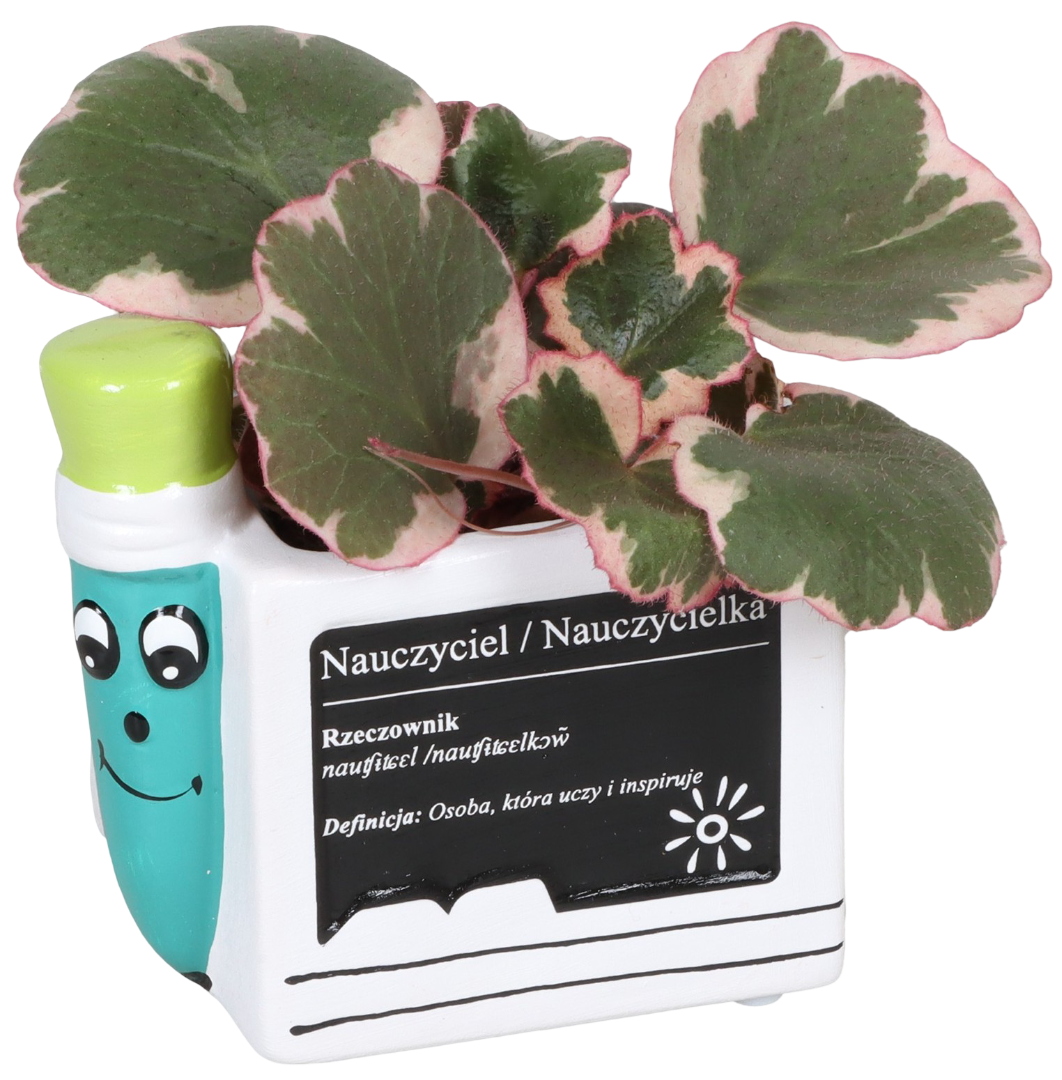 Kwiat Rośliny zielone w ceram. ołówek don 6cm szt widok główny 