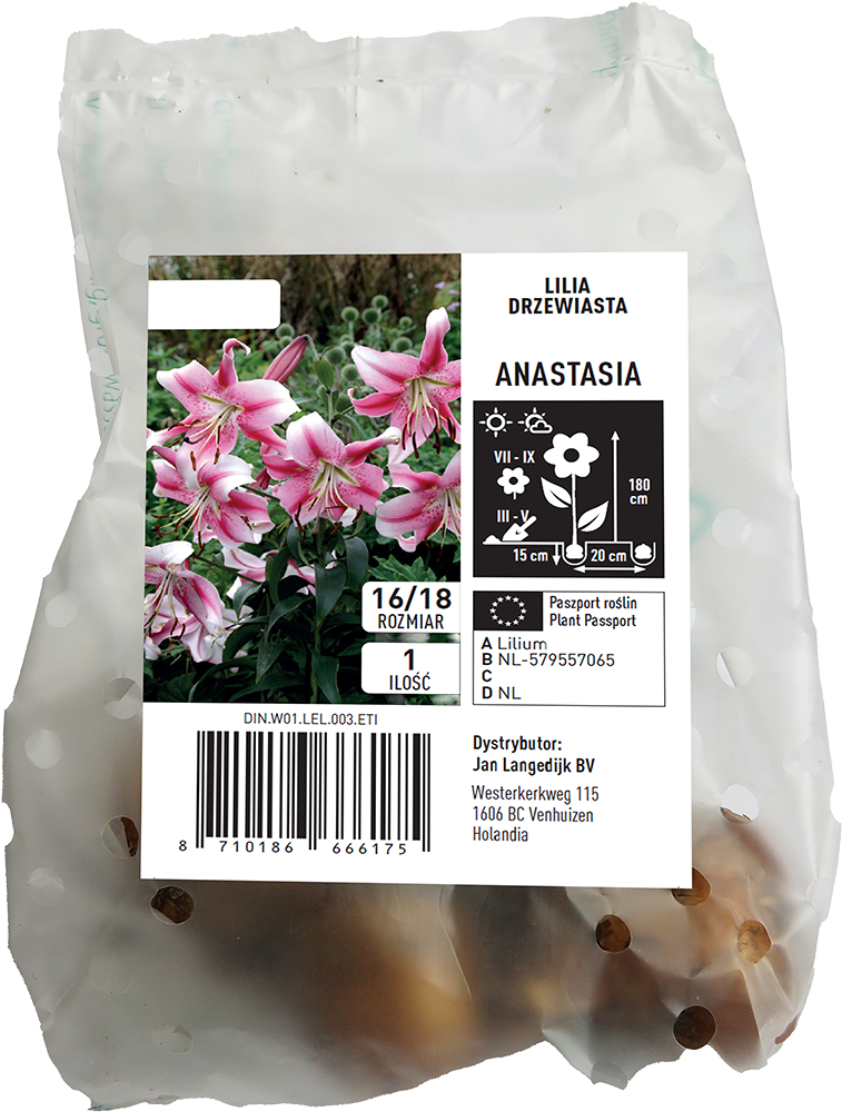 Cebula kwiatowa Lilia drzewiasta Anastasia szt widok 1