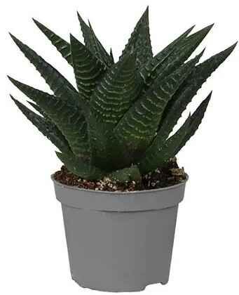 Kwiat Sukulenty don 6cm szt widok 3