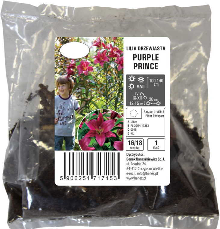 Cebula kwiatowa Lilia drzewiasta Purple Prince szt widok 1