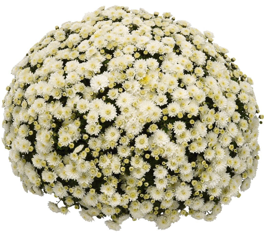 Kwiat Chryzantema drobnokwiatowa don 21cm szt widok 1