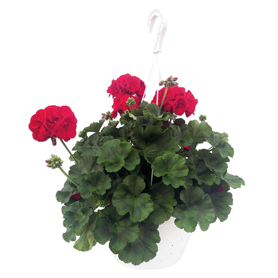 Kwiat Pelargonia w wiszącej doniczce 21cm szt. widok 1