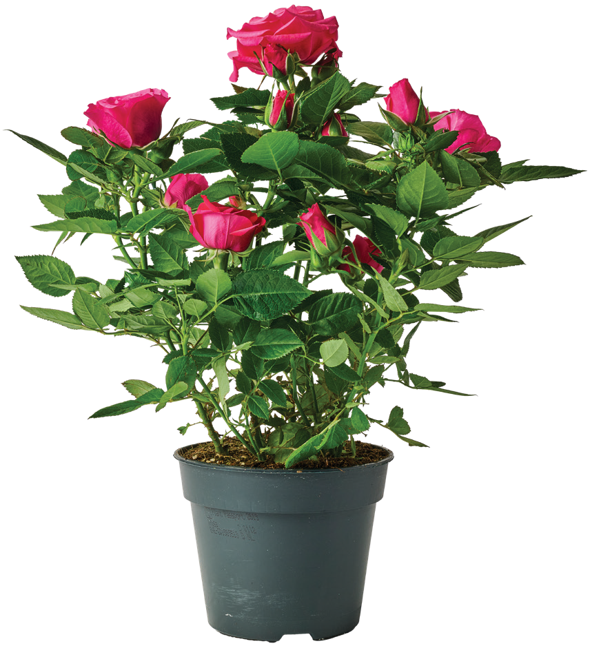 Kwiat Róża patio don 13cm szt widok 1