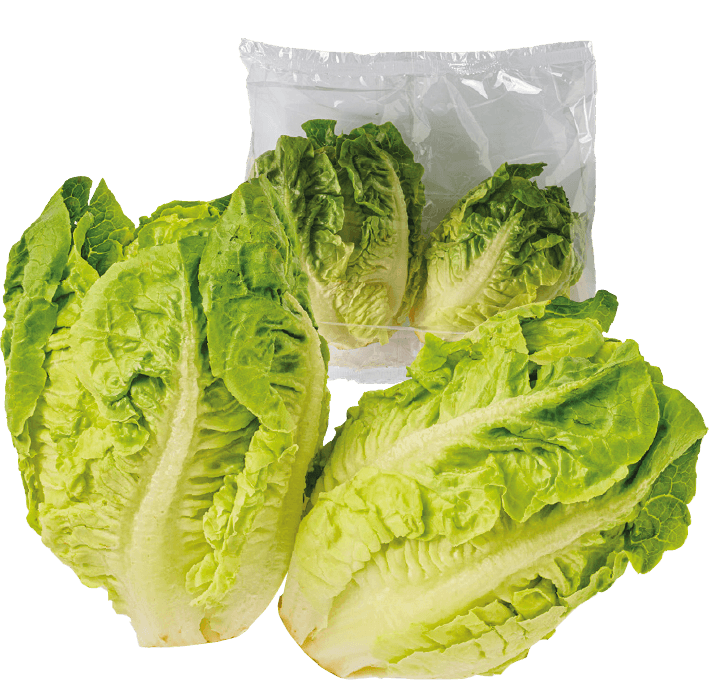 Sałata rzymska mini 2szt widok główny 