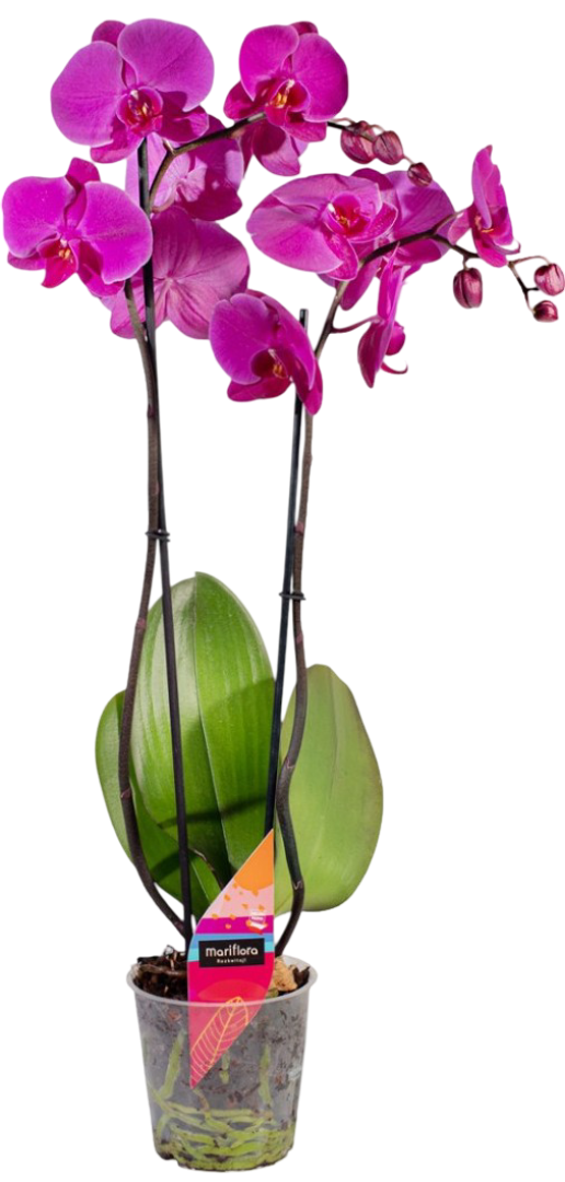 Kwiat Polski Storczyk 2-pędowy don 12cm szt widok 1