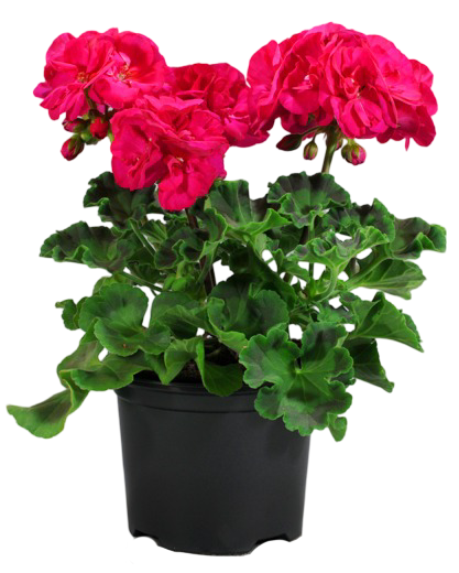 Kwiat Pelargonia Zonale don 13cm szt. widok 1