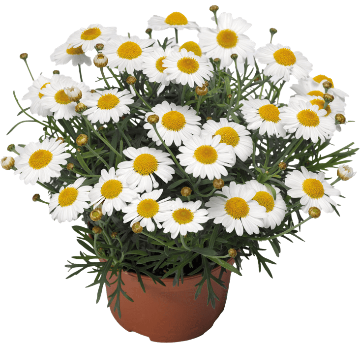 Kwiat Margaretka don 13cm szt widok 1