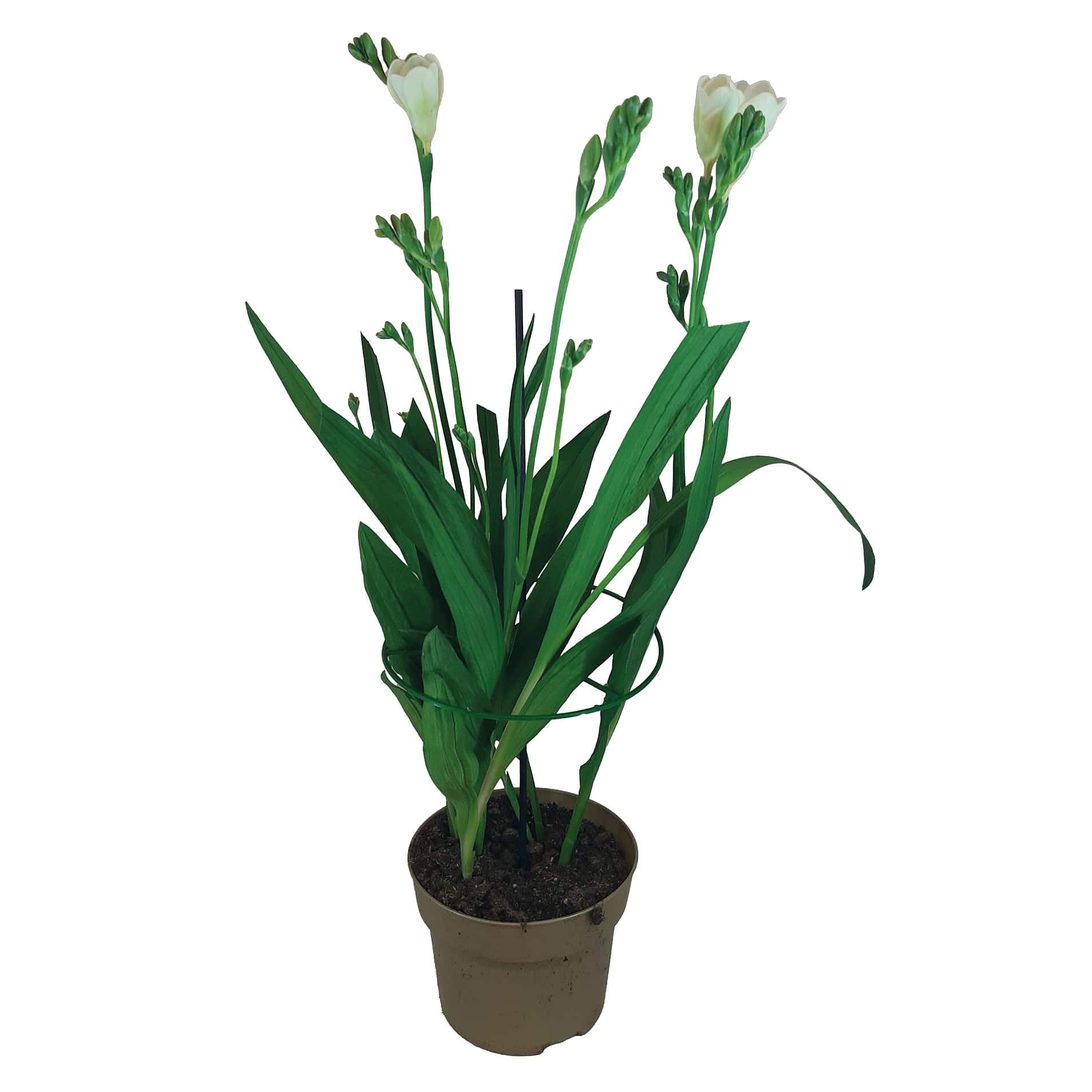 Kwiat Frezja don 13cm szt. widok 1