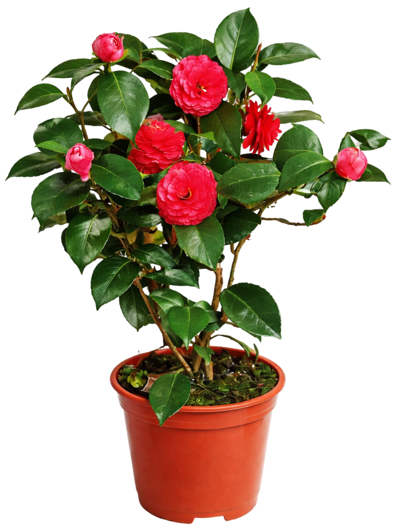 Kwiat Camelia don 13cm szt widok główny 