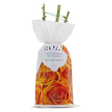 Krzew Róża pachnąca herbaciana balot szt widok 1