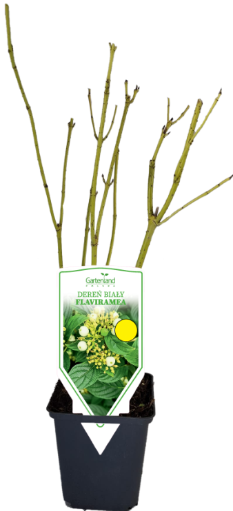 Krzewy Dereń biały Flaviramea don P9 szt widok 1