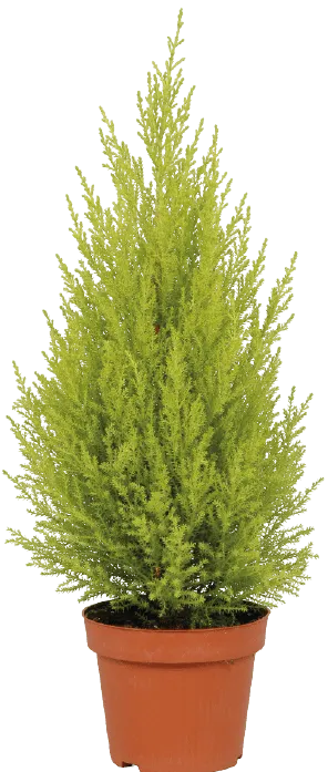 Drzewko Cyprys goldcrest don 12cm szt widok główny 
