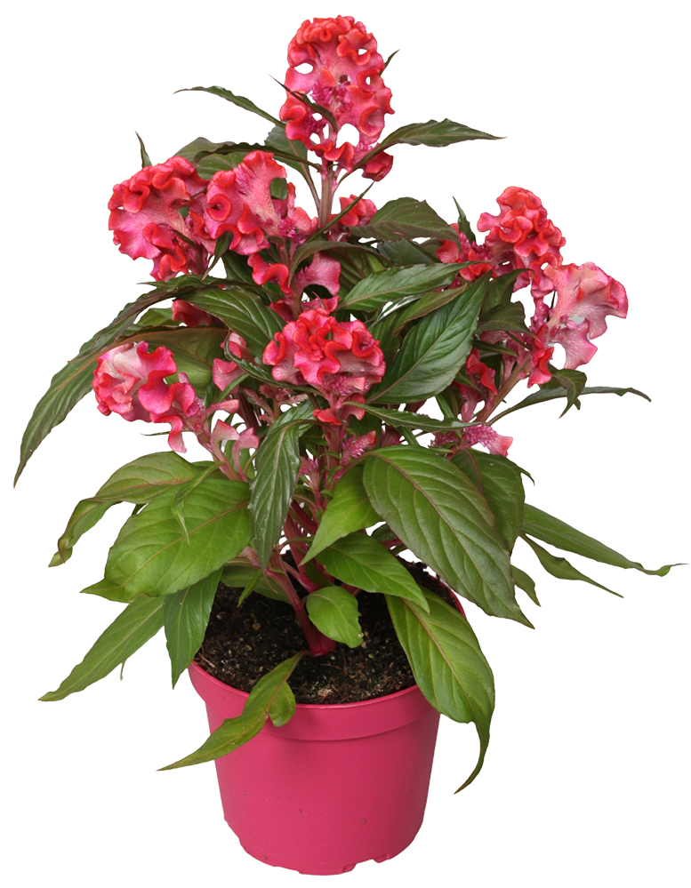 Kwiat Celozja don 12cm widok 1