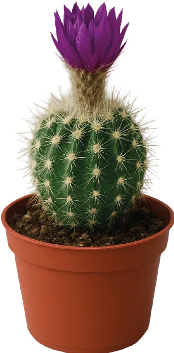 Kwiat Kaktus z ozdobą don 5,5cm szt widok główny 